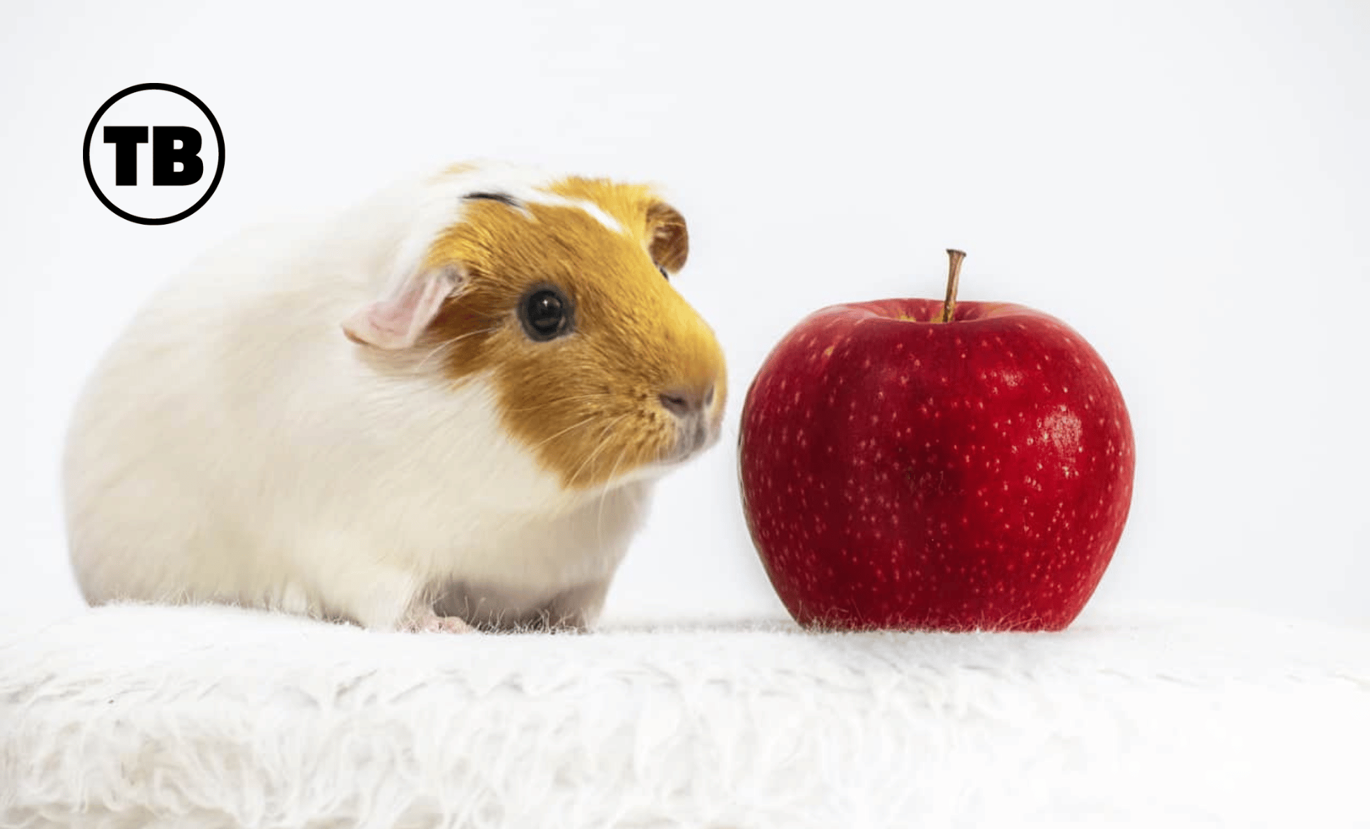 Super Top Tech For Your Pampered Pet Guinea Pigs image