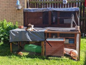 Top Tech for Guinea Pigs - The Great Guinea Pig Mansion of the North