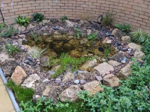 Lessons from My Father - Wildlife Pond